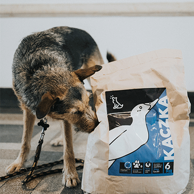 feature adult dogs kaczka