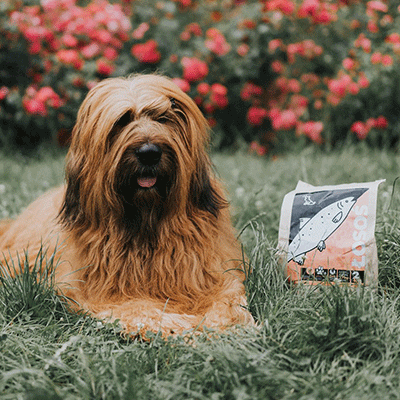 feature allergy dogs losos