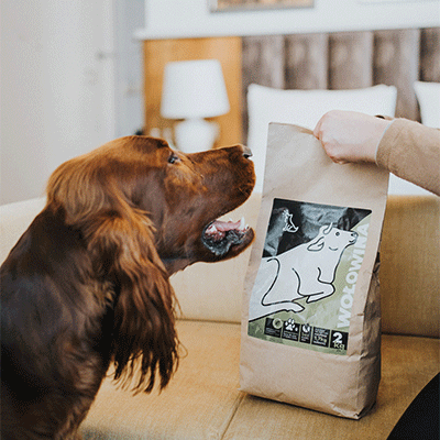 feature allergy dogs wolowina