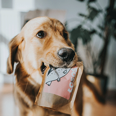 feature healthy dogs losos